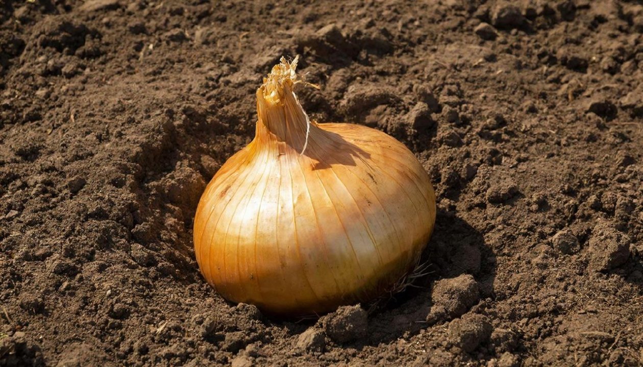 Изображение GigaChat (18+)