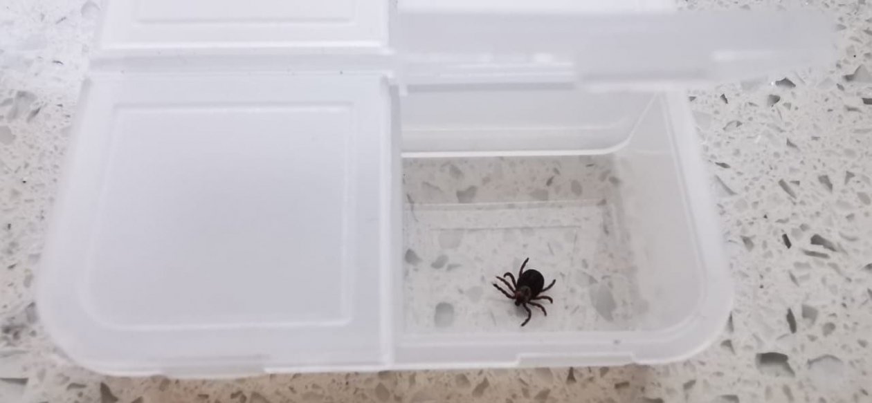 клещ Костенко Ольга