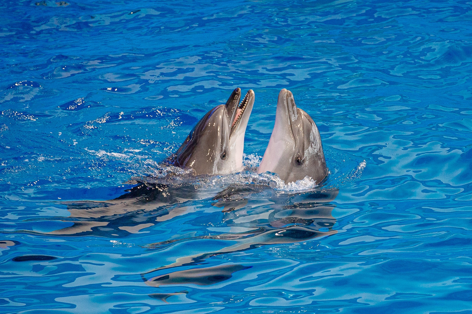 Дельфины Мария Смитюк, ИА PrimaMedia