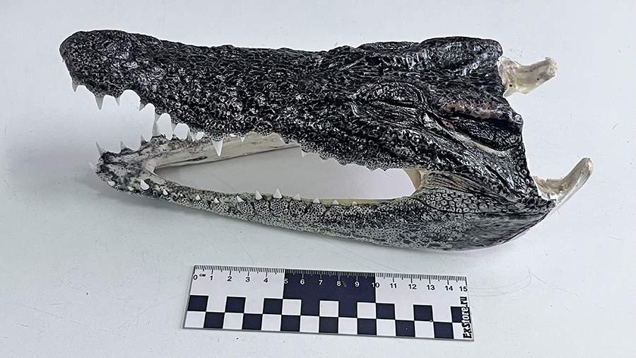 Крокодильи головы, скорее всего, отправятся на экспертизу уже в качестве вещдоков Сибирское таможенное управление