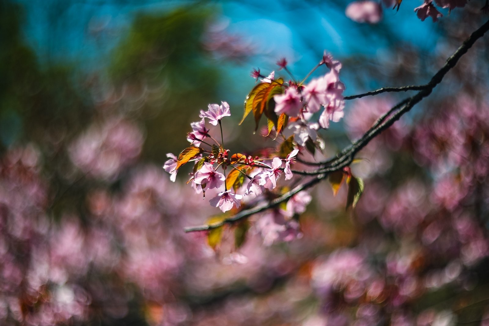 Сады ВИР, цветы, рассвет, лето, хорошая погода, весна, солнце Илья Аверьянов, ИА PrimaMedia.ru