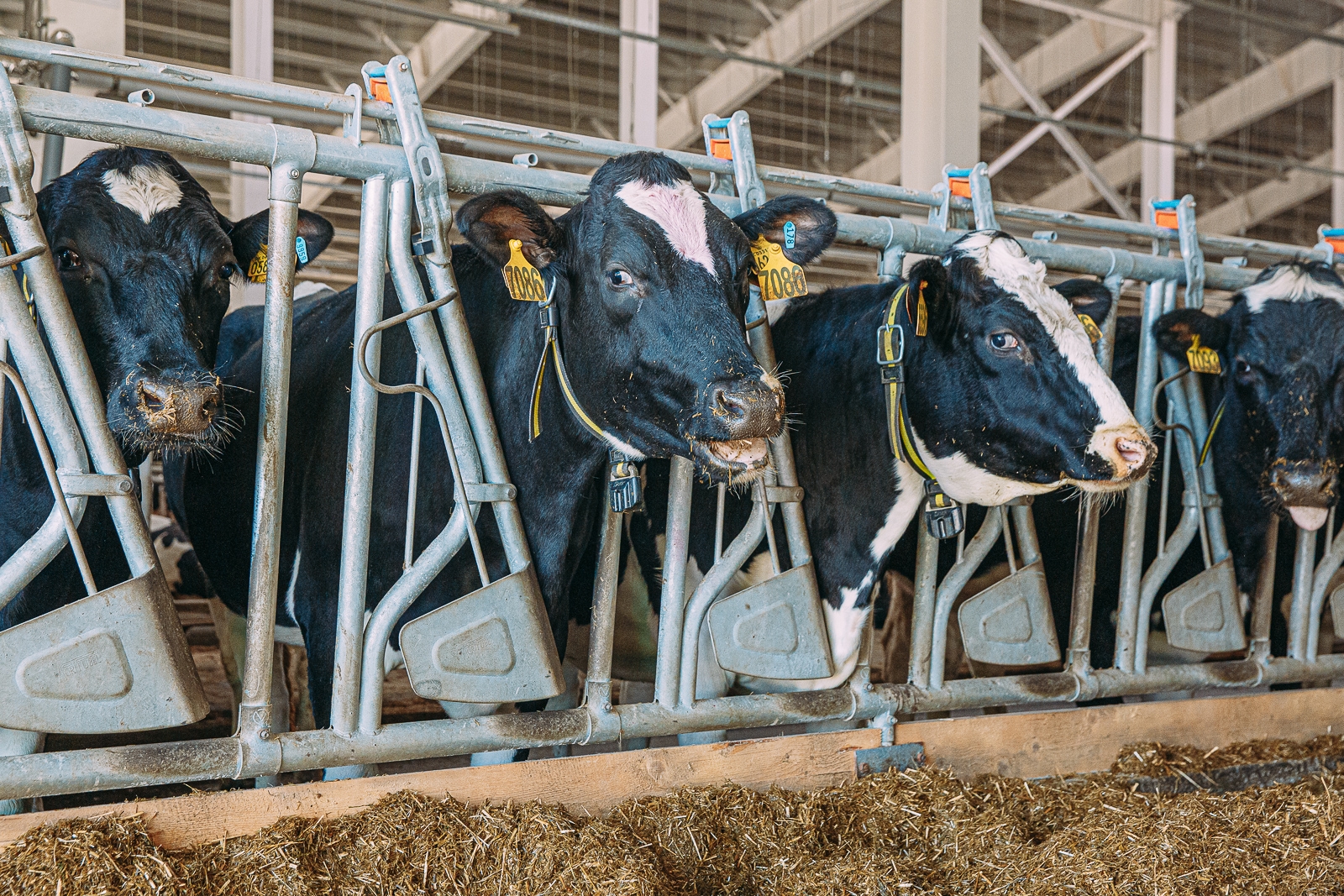 Ферма Мария Смитюк, ИА PrimaMedia