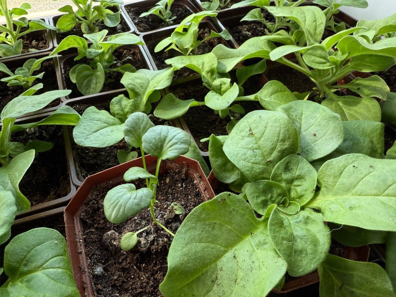 Штрафы за шалфей на даче: что на самом деле грозит садоводам Марина Кудрявцева, ИА UssurMedia