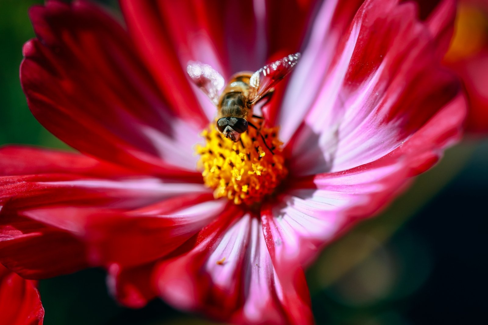 осень, природа, погода, прогноз погоды, цветы Мария Смитюк, ИА PrimaMedia.ru