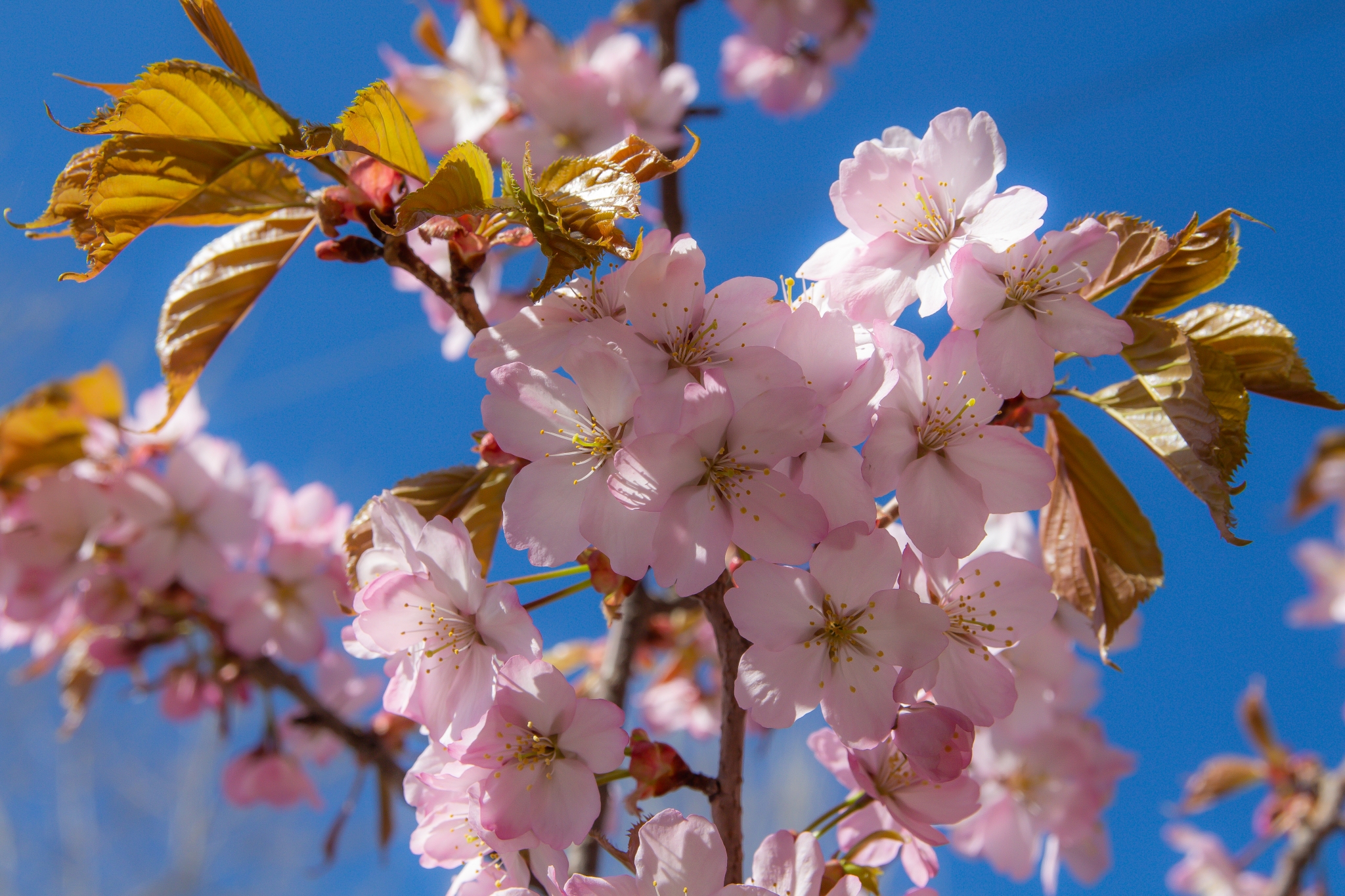 Цветущая сакура Владислав Беляцкий, ИА SakhalinMedia