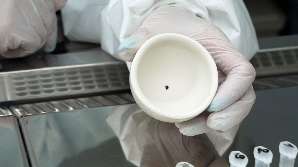 Россиянам рассказали, как действовать сразу после укуса клеща пресс-служба правительства Приморского края