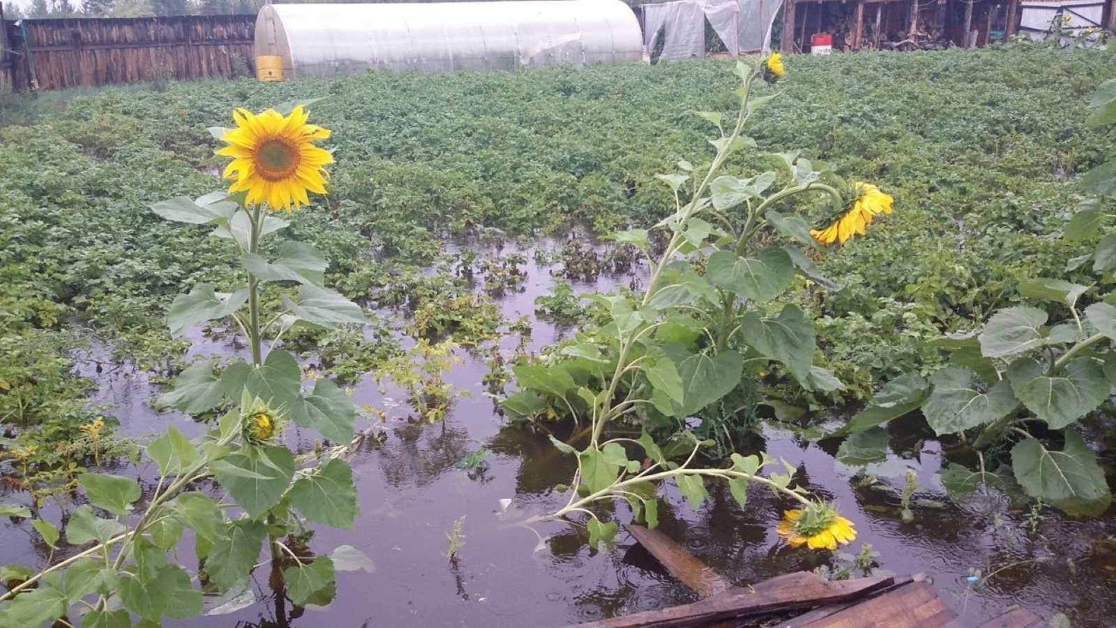 Наводнение, паводок, огород, вода, подсолнух Анны Хвостовой, ИА ChitaMedia