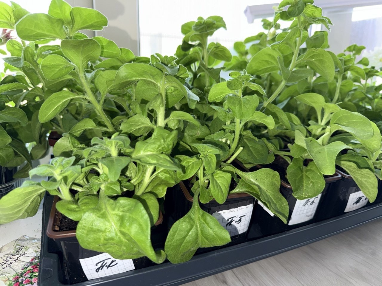 Рассада, высаженная в апреле в открытый грунт, может погибнуть Марина Кудрявцева, ИА UssurMedia