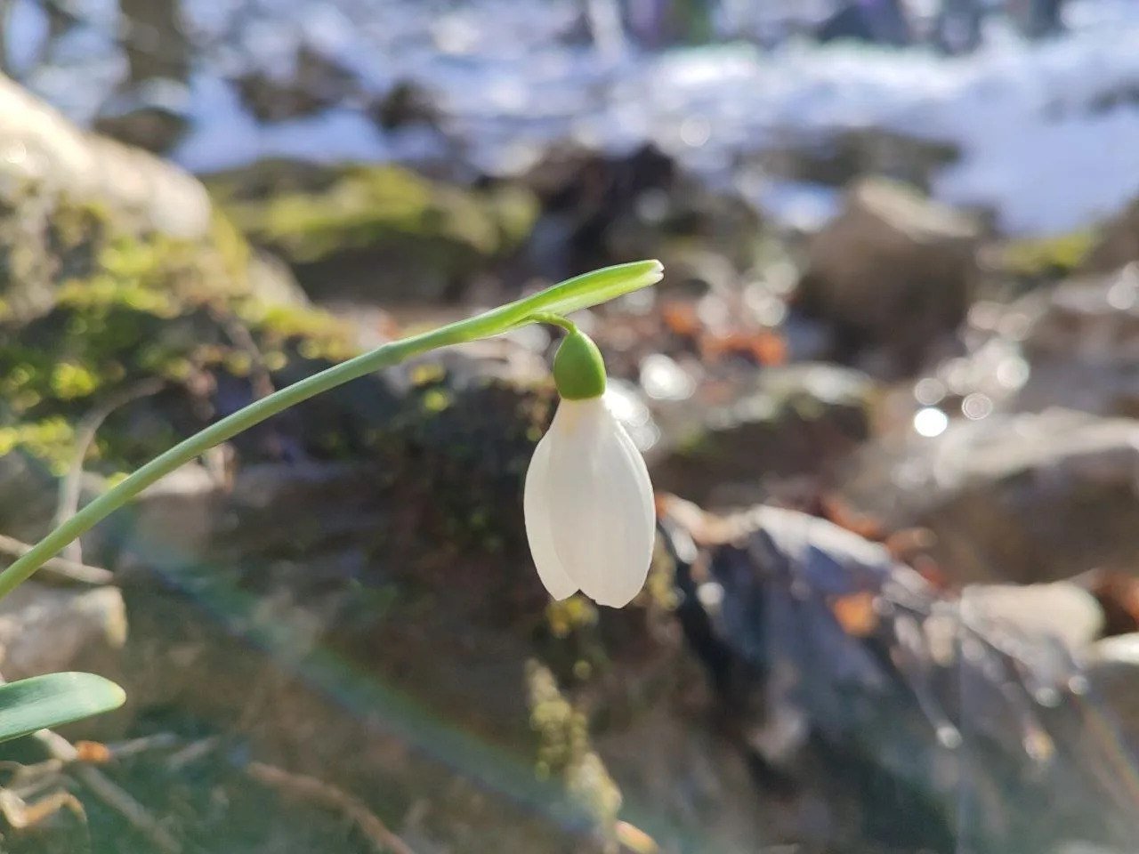 Первые цветы Севприроднадзор